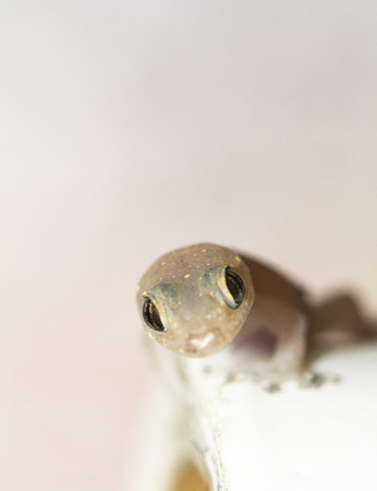 closed up of an isolated Gecko lizardの写真素材