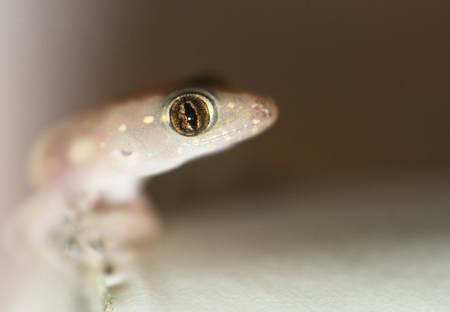 closed up of an isolated Gecko lizardの写真素材
