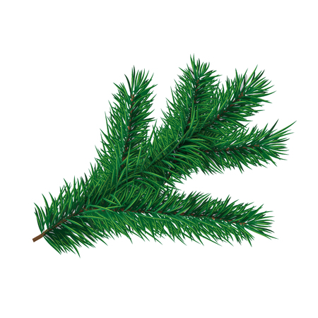 Fir-tree branch. Vector element for christmas or new year greeting cardのイラスト素材