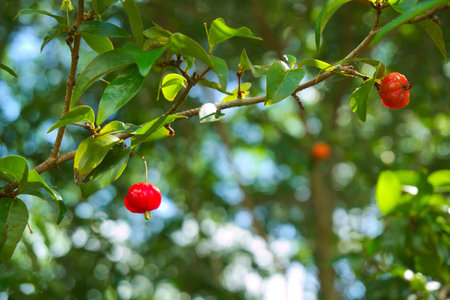 Ripe barbados cherry fruit on branch of leafy tree. Songkhla, Thailand.の写真素材