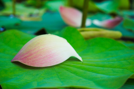Lotus petals fall on the lotus leaf.の写真素材