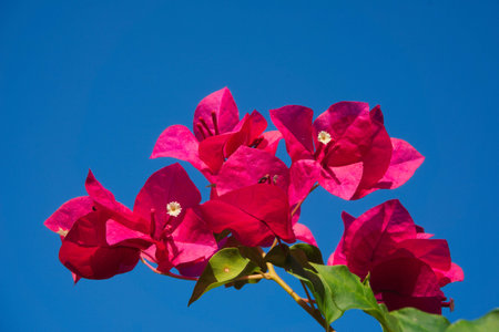 Pink-Orange bougainvillea against the bright blue sky.の写真素材