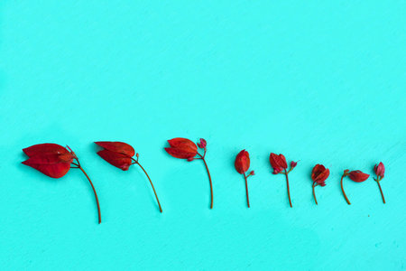 Several flowering bougainvillea are taken to arrange to show the growth of the flower in different phases.の写真素材