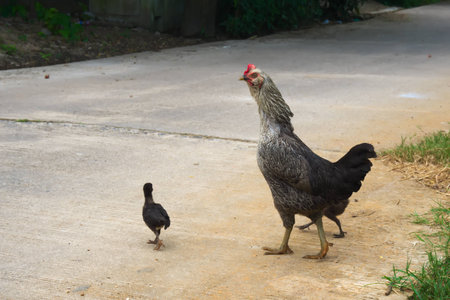The hen chicks out the ferret to forage in the morning.の写真素材