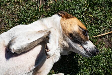 Brown and white hair dog in good lightsの写真素材