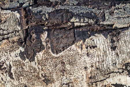 Natural wood bole trunk bark surface flat high quality textureの写真素材