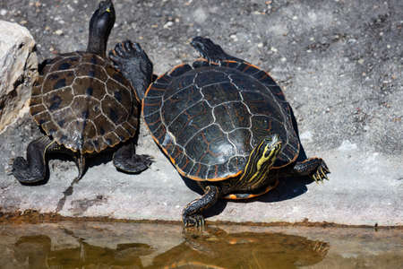 Yellow-bellied slider turtle. Reptile and reptiles. Amphibian and Amphibians. Tropical fauna....
