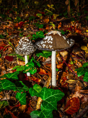 Mushrooms in the forest. Plant, herb and vegetable. Nature photography. Natural flora and botanical...