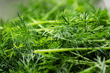Fresh green drill. Vegetable and vegetables. Kitchen and cooking. Food photography.の写真素材