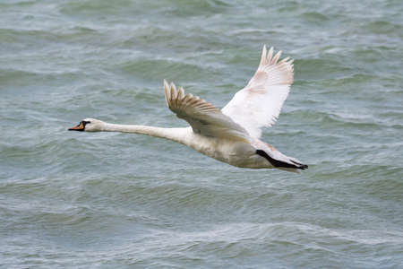 White swan bird on the lake. Swans in the water. Water life and wildlife. Nature photography. Birds flying and swims.の写真素材
