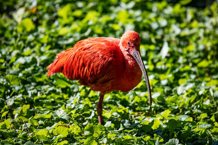 Scarlet ibis. Bird and birds. Water world and fauna. Wildlife and zoology. Nature and animal photography.の写真素材