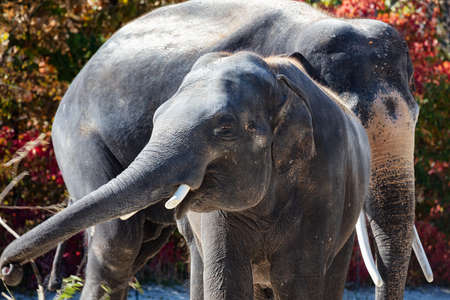 Asian elephant. Mammal and mammals. Land world and fauna. Wildlife and zoology. Nature and animal photography.の写真素材