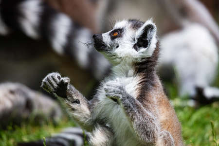 Ring-tailed lemur monkey. Mammal and mammals. Land world and fauna. Wildlife and zoology. Nature and...