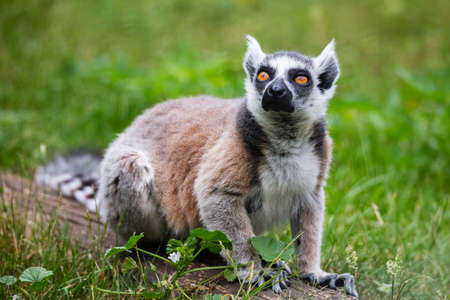Ring-tailed lemur monkey. Mammal and mammals. Land world and fauna. Wildlife and zoology. Nature and...