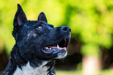 Beautiful black and white akita mutt dog. Mixed and cross-breed. Animal and pet photography.