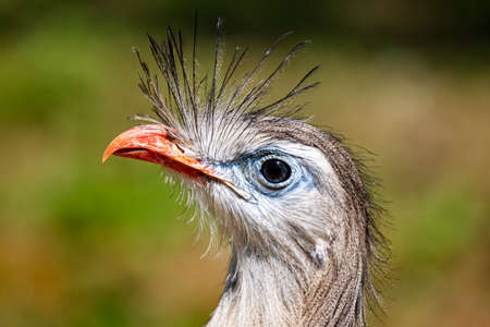Red-legged ceremony. Bird and birds. South American fauna. Wildlife and zoology. Nature and animal photography.の写真素材