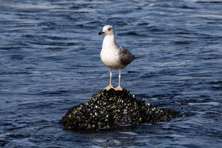 Seagull bird on the lake. Seagull in the water. Water life and wildlife. Birds fly and swim. Nature photography.の写真素材