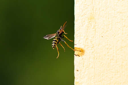 Close up of a wasp and hornet on a sunny bright day. Insect nature photography. Summer and spring backgrounds.の写真素材