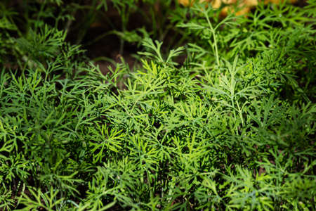 Green seedling. Plant, herb and vegetable. Nature photography. Natural flora and botanical theme.