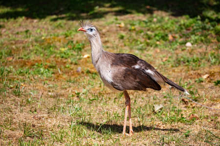 Red-legged ceremony. Bird and birds. South American fauna. Wildlife and zoology. Nature and animal photography.の写真素材