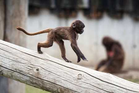 Gelada Baboon monkey. Mammals and mammals. Land world and fauna. Wildlife and zoology. Nature and...