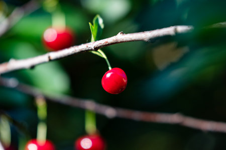 Sour cherry and cherries. Fruit and vegetables. Plant and plants. Tree and trees. Nature photography.の写真素材