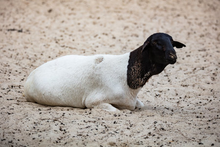 Somali sheep. Mammals and mammals. Land world and fauna. Wildlife and zoology. Nature and animal photography.の写真素材