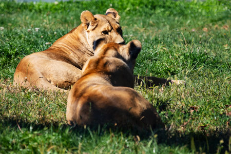 Lion. Mammals and mammals. Land world and fauna. Wildlife and zoology. Nature and animal...