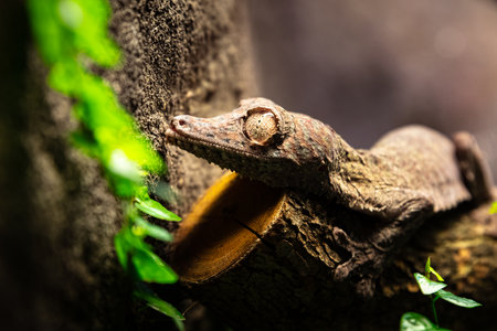 Uroplatus gecko. Reptiles and reptiles. Amphibian and Amphibians. Tropical fauna. Wildlife and...