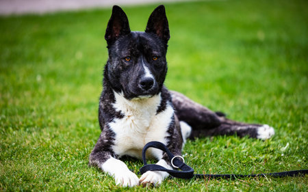 Beautiful black and white akita mutt dog. Mixed and cross-breed. Animal and pet photography.の写真素材
