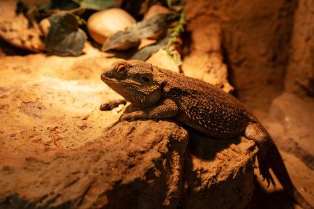 Central Bearded Dragon. Reptiles and reptiles. Amphibian and Amphibians. Tropical fauna. Wildlife and zoology. Nature and animal photography.の写真素材