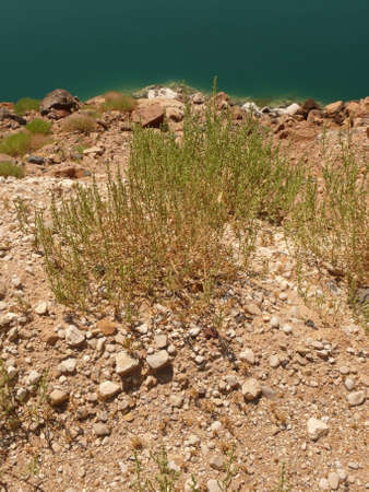 Stony shore of the Dead Sea, pebbles and a water surface lineの写真素材