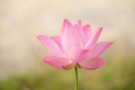 Pink Lotus Blooming in the gardenの写真素材