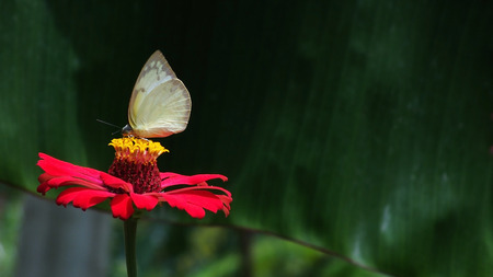 Bright butterflies are on the flowersの写真素材