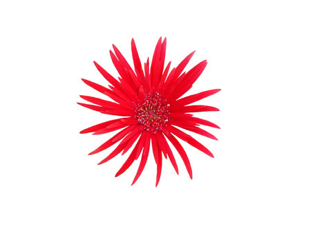 Red flower isolated on white backgroundの写真素材