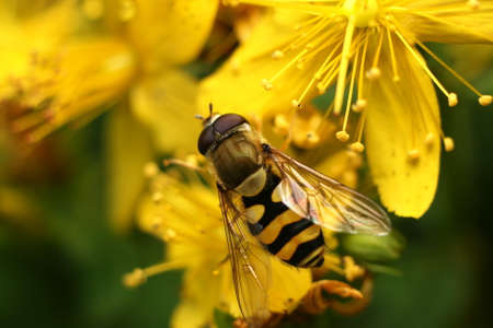 Bee on the flower