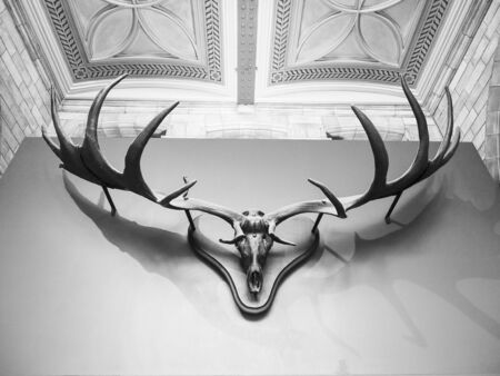 London, England - September 29 2015: Beautiful headgear, deer antlers exposed at the Natural History Museumのeditorial素材