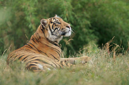 siberian tiger lying on grass raising its head and relaxing, zoo visitの写真素材
