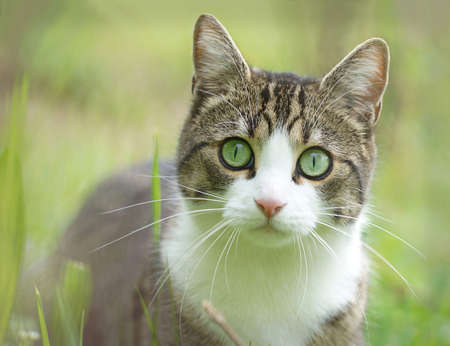 cat portrait in meadow, blurred green backgroundの写真素材