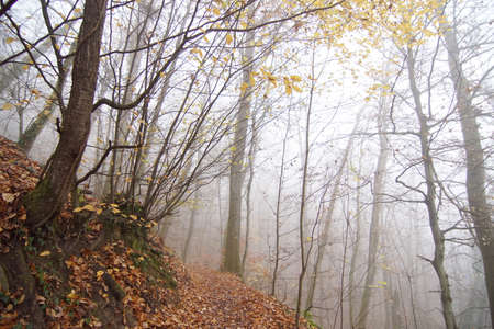 foggy autumn forest, path and fall treesの写真素材