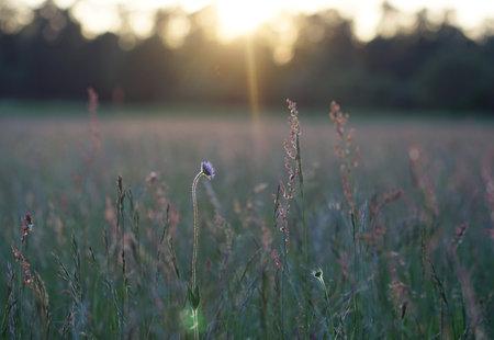 Cornflower blossom on meadow in the evening during sunsetの写真素材