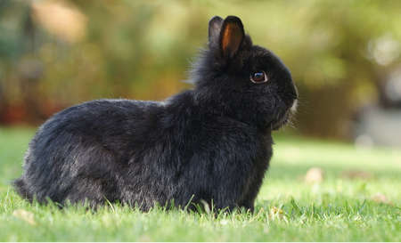 cute black dwarf rabbit sitting on green lawn in attentive positionの写真素材