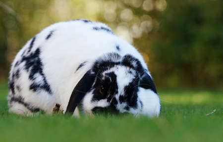 black and white dwarf ram rabbit on meadow eating grassの写真素材