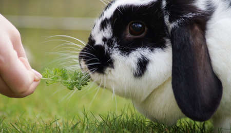 Hand feeding rabbit with herbs, dwarf ram rabbit eating from a hand - trust buildingの写真素材