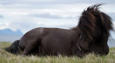 black icelandic horse lying on grass, resting and taking a napの写真素材