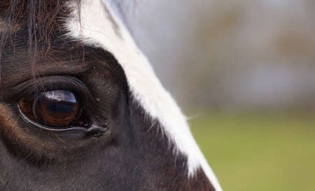 side view closeup of horse eye, dark brown horse with white blazeの写真素材