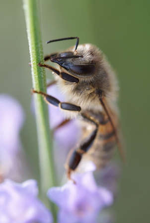 Apis mellifera, macro shot of european honey bee sitting on lavender blossomの写真素材