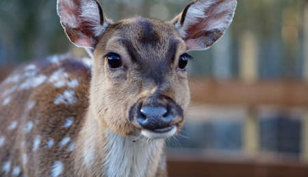 young deer portrait, animal park visitの写真素材