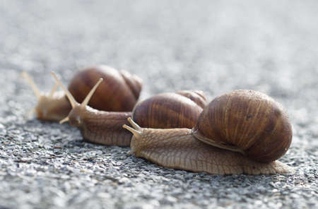 group of 3 helix snails on road tripの写真素材
