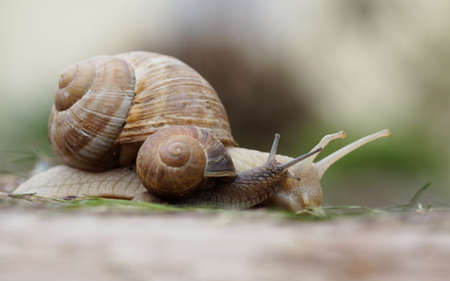 small snail and big snail crawling side by side, mother and child loveの写真素材